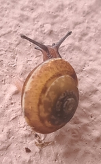 Hygromia cinctella
