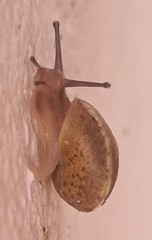 Hygromia cinctella