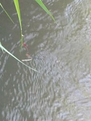 Pseudagrion pilidorsum