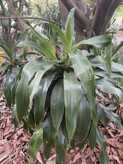 Dracaena aletriformis