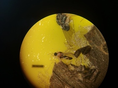 Elaphropeza ephippiata