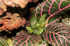 Fittonia