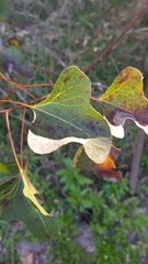 Brachychiton