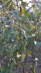 Brachychiton