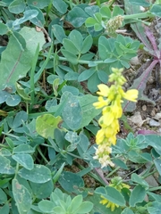 Melilotus officinalis