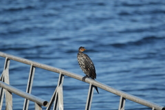 Microcarbo africanus