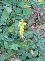 Melilotus officinalis
