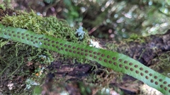 Oreogrammitis congener