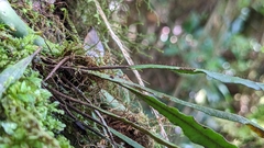 Oreogrammitis congener