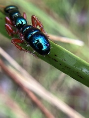 Diamma bicolor