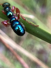 Diamma bicolor