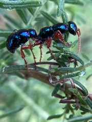 Diamma bicolor