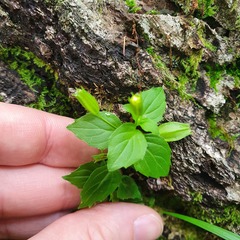 Erythranthe nepalensis