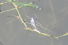 Aquarius distanti