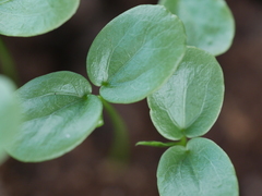 Psidium guajava