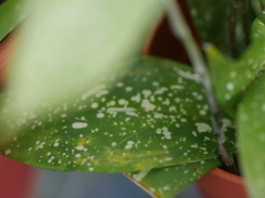 Dracaena surculosa