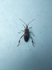 Leptoglossus occidentalis