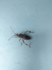 Leptoglossus occidentalis