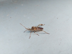 Leptoglossus occidentalis