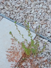 Chaenorhinum litorale