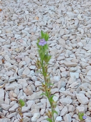 Chaenorhinum litorale