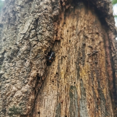 Glischrochilus japonius