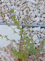 Chaenorhinum litorale