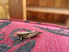 Stenocrobylus cervinus