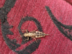 Stenocrobylus cervinus