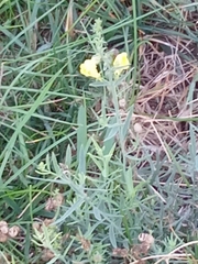 Linaria
