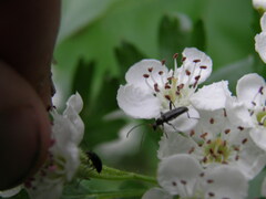 Grammoptera ruficornis