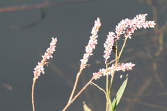 Persicaria madagascariensis