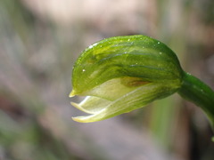 Pterostylis macrosepala
