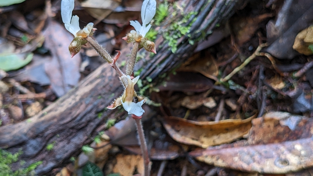 Anoectochilus koshunensis