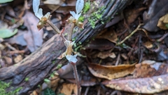 Anoectochilus koshunensis