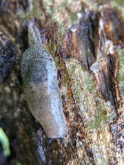 Cystopelta purpurea