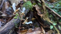 Anoectochilus koshunensis