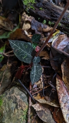 Anoectochilus koshunensis