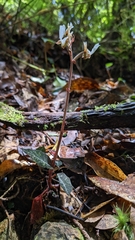 Anoectochilus koshunensis