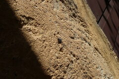 Nyssus coloripes