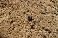 Nyssus coloripes