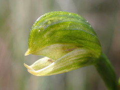 Pterostylis macrosepala