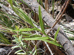 Pterostylis macrosepala