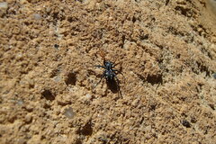 Nyssus coloripes