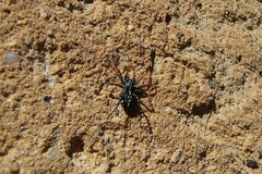 Nyssus coloripes
