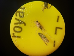 Elaphropeza ephippiata