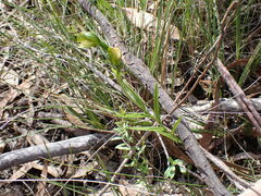 Pterostylis macrosepala