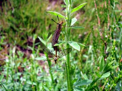 Nephrotoma sullingtonensis