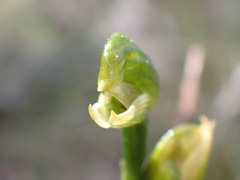 Pterostylis macrosepala