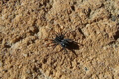 Nyssus coloripes